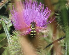 Chrysotoxum festivum