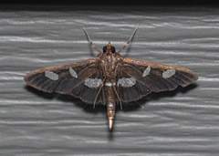Desmia funeralis