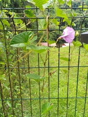 Ipomoea setifera