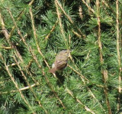 Phylloscopus collybita