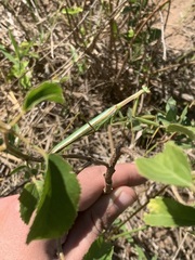 Coptopteryx argentina