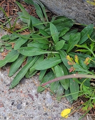 Solidago multiradiata