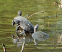 Malaclemys terrapin