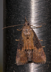 Hypena scabra