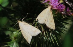 Udea lutealis