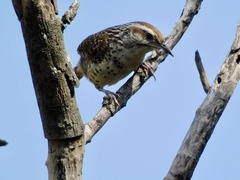 Campylorhynchus gularis