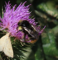 Bombus soroeensis