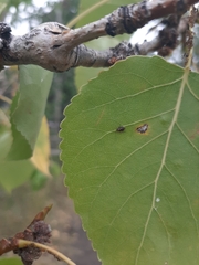 Hemiptera
