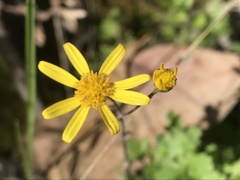 Senecio madagascariensis