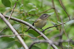 Vireo gilvus