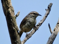 Campylorhynchus gularis