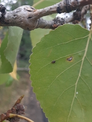 Hemiptera