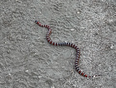 Lampropeltis multifasciata