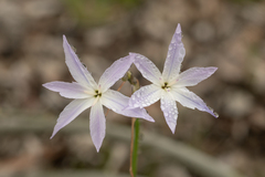 Leucocoryne ixioides