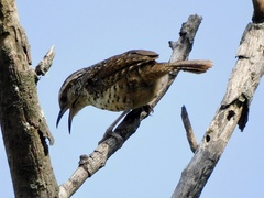 Campylorhynchus gularis