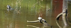 Malaclemys terrapin