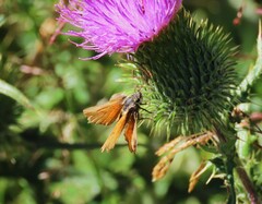 Thymelicus sylvestris