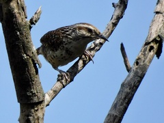 Campylorhynchus gularis