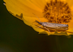 Fissicrambus mutabilis