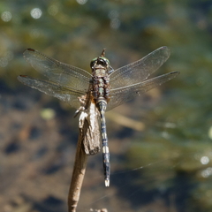 Orthetrum serapia