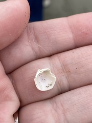 Clinocardium nuttallii