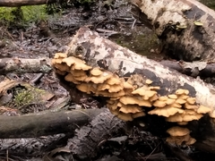 Phyllotopsis nidulans