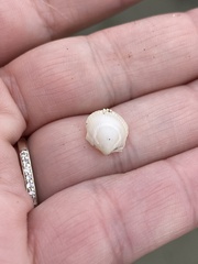 Clinocardium nuttallii