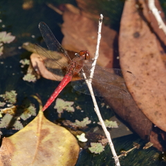 Rhodothemis lieftincki