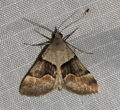 Hemeroplanis incusalis