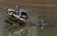 Malaclemys terrapin