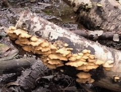 Phyllotopsis nidulans