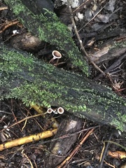 Trogia cantharelloides