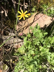 Senecio madagascariensis