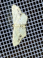 Idaea dimidiata