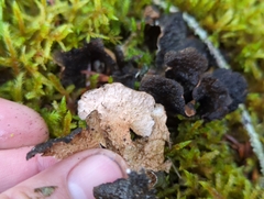 Lobariaceae
