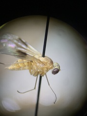Rhagionidae