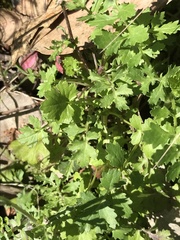 Senecio madagascariensis