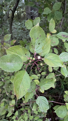 Cornus drummondii