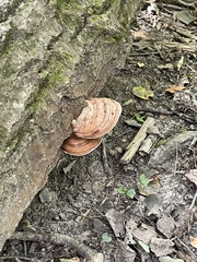 Ganoderma applanatum