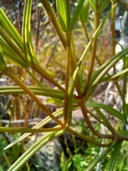 Gentianopsis crinita