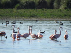 Phoenicopterus chilensis
