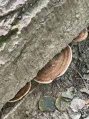 Ganoderma applanatum