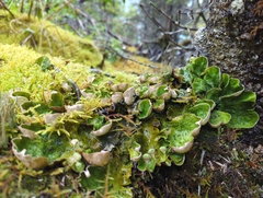 Peltigera aphthosa