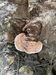Ganoderma applanatum