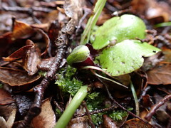 Corybas trilobus aggregate