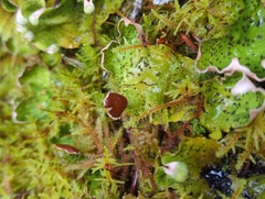 Peltigera aphthosa
