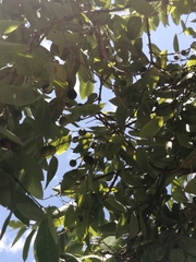 Celtis pallida