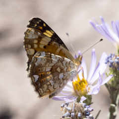 Phyciodes pulchella camillus