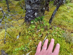 Peltigera aphthosa