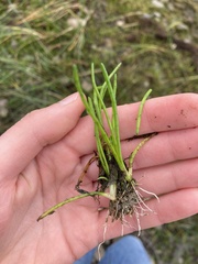 Lilaeopsis occidentalis